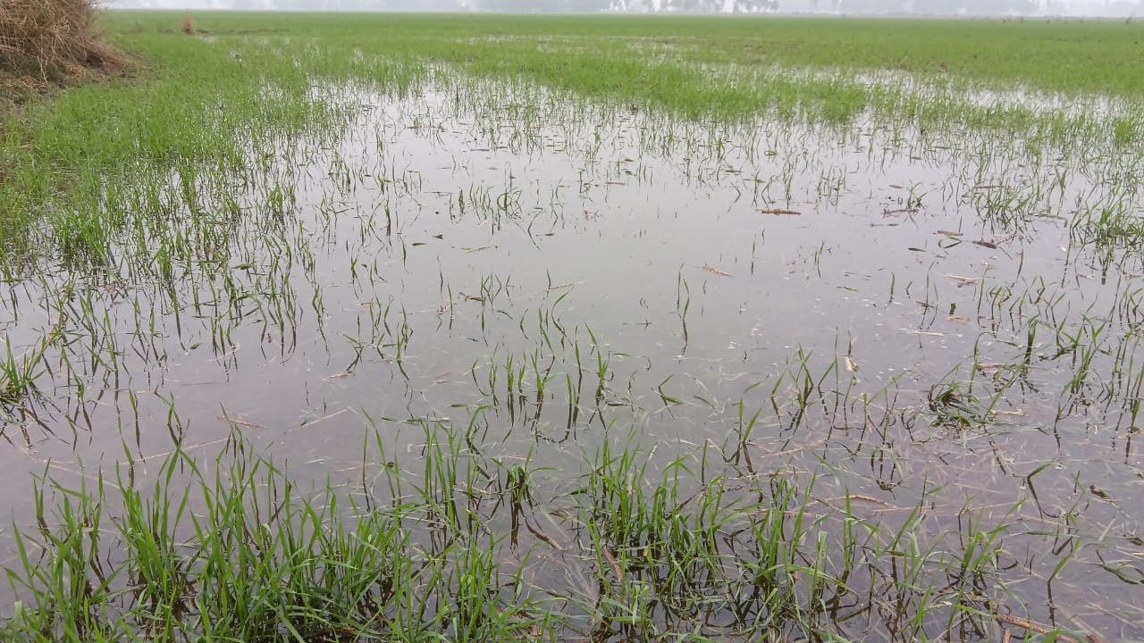 मझौआ - भेलाभार माइनर ओवरफ्लो तीन एकड़ से अधिक फसल डूबी आक्रोशितकिसानों ने किया प्रदर्शन,