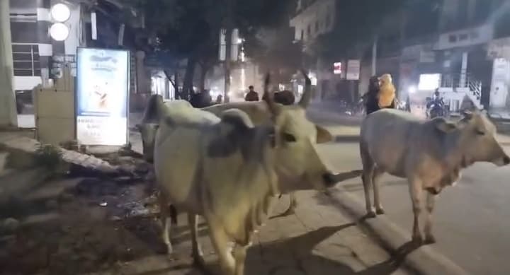 'ठंड' में 'डंडे' खा रहे 'आवारा' 'बेजुबान'