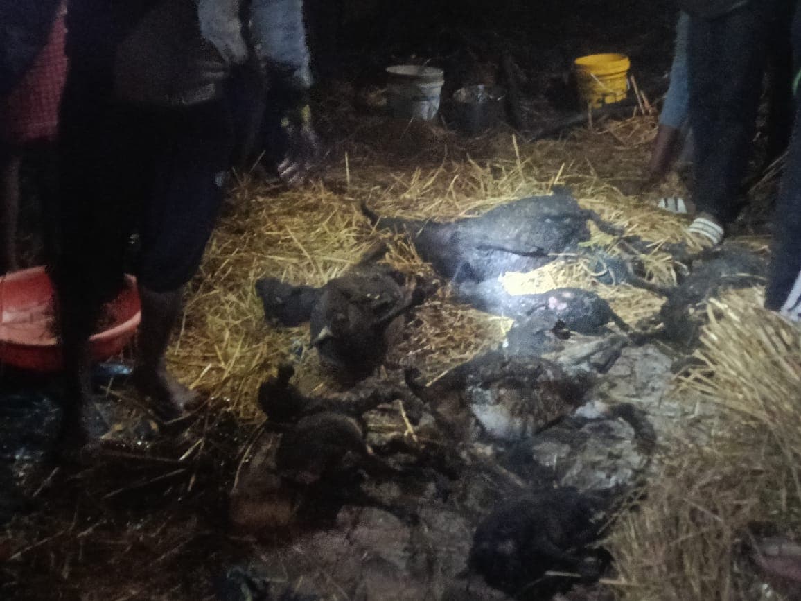 अज्ञात कारणों से झोपड़ी में लगी आग, नौ बकरियों की जलकर मौत,