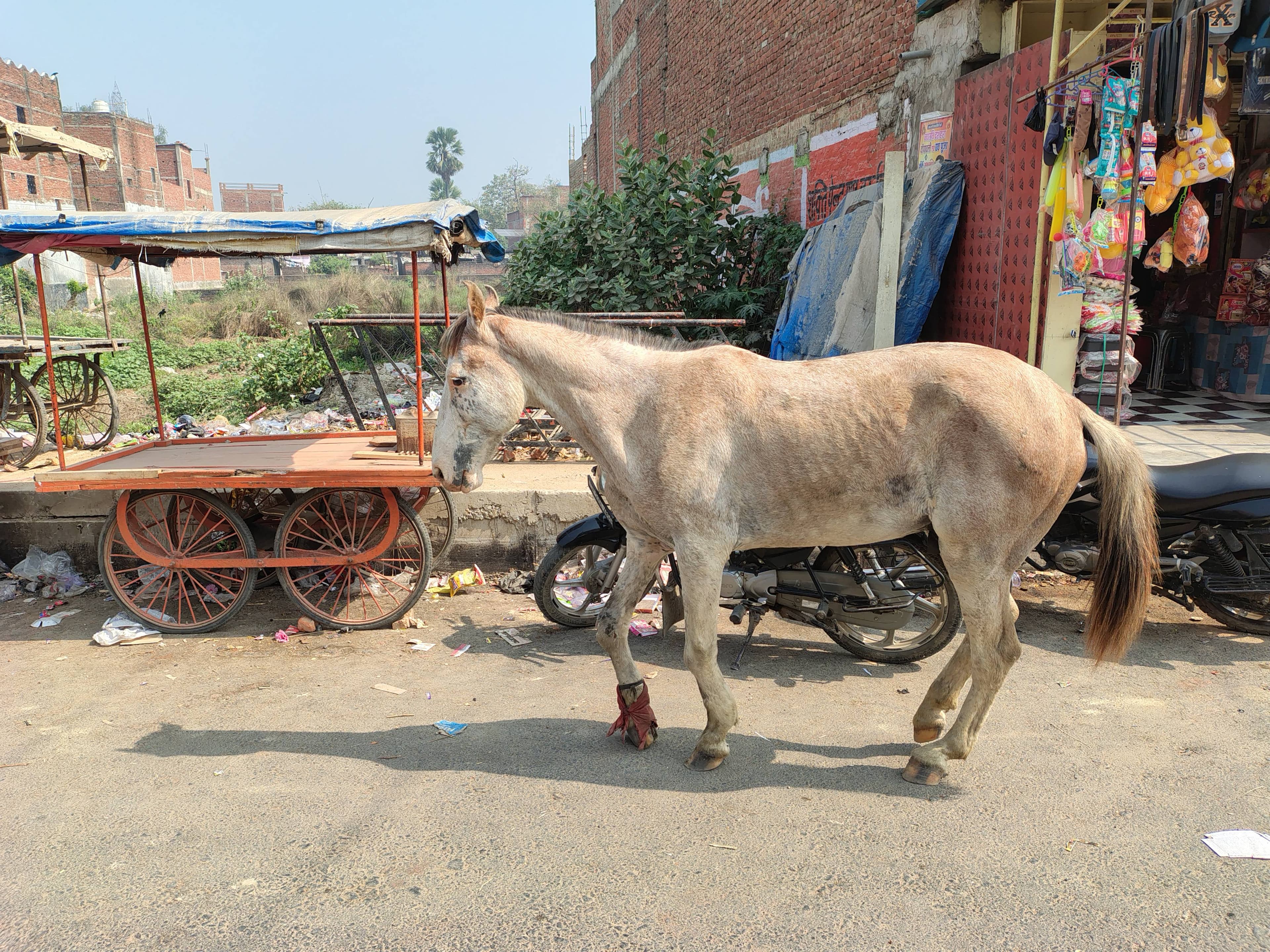 सिकरीगंज में लावारिस घोड़े से लोगों में दहशत, प्रशासन से कार्रवाई की