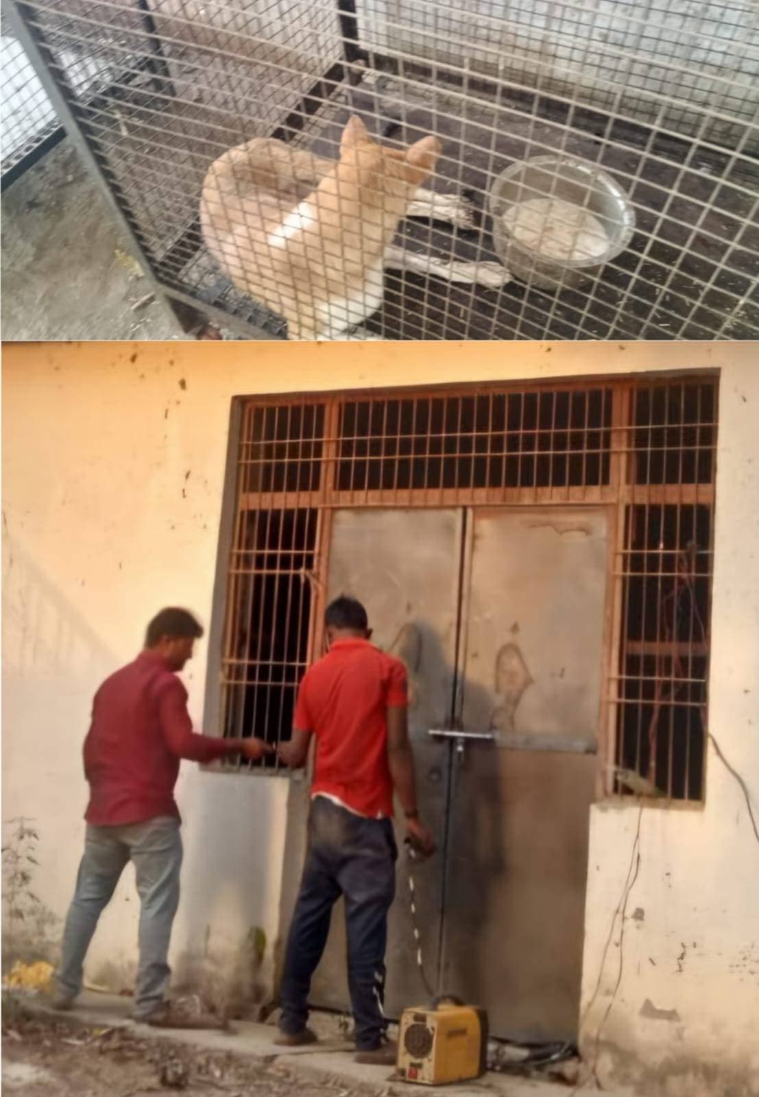 घायल जीवों को पिंजरों से मिली राहत, अब नहीं घुटेगा उनका दम