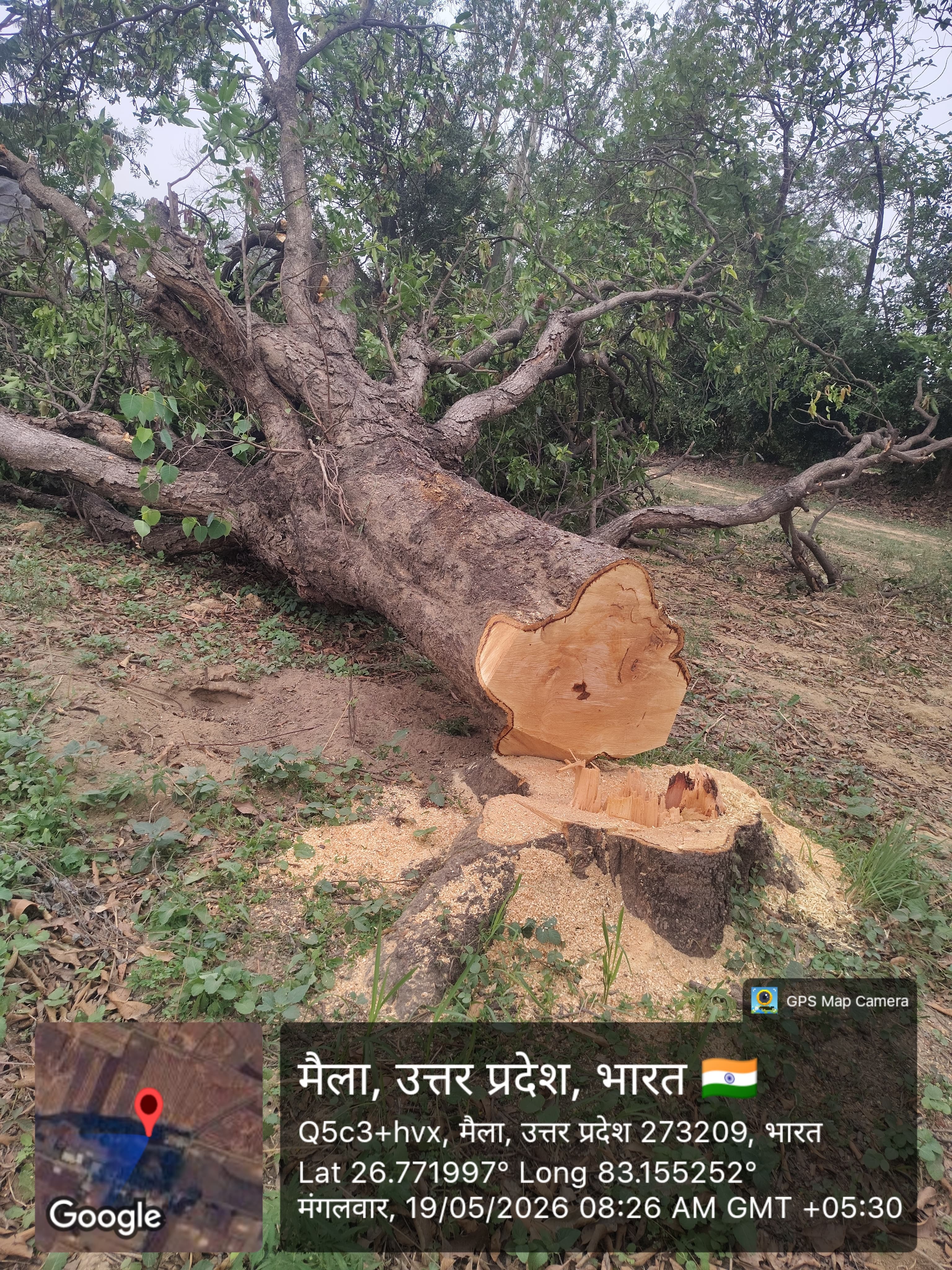 लकड़ी माफिया ने काट डाला फलदार आम के वृक्ष सहजनवा। सहजनवां तहसील