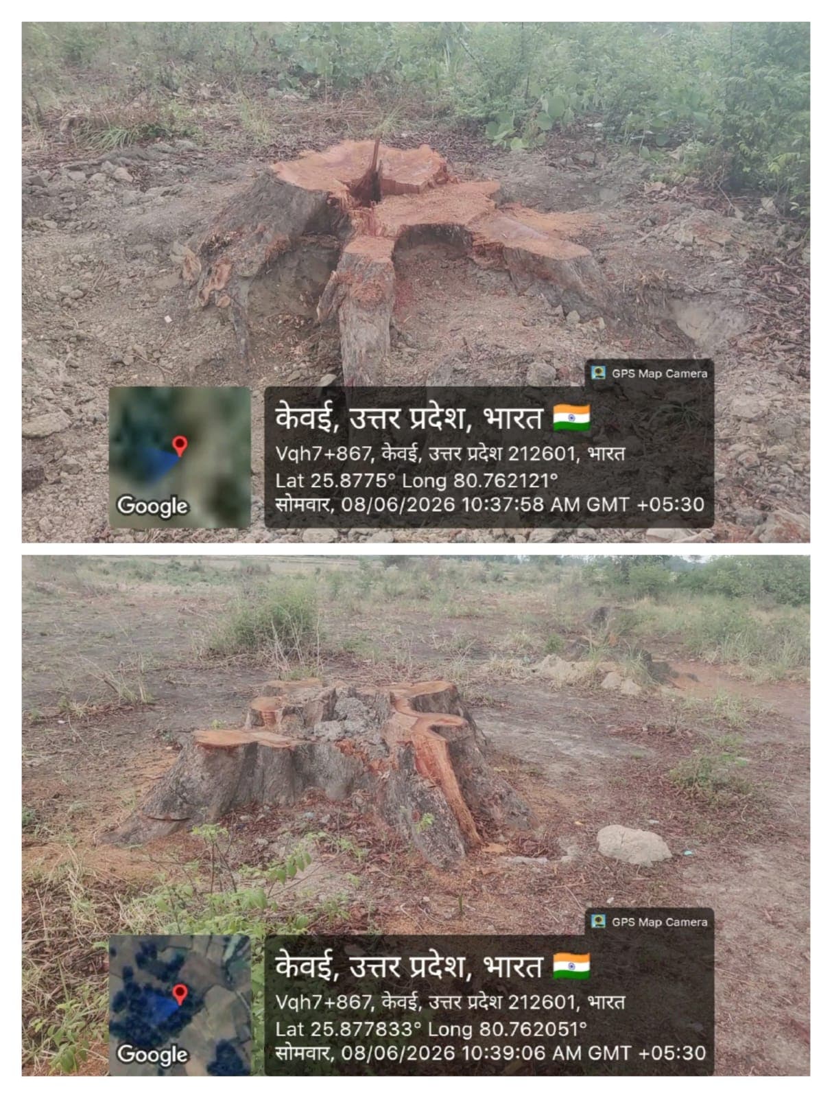 केवई में हरियाली पर आरी का वार! 10 दिनों में आधा सैकड़ा से ज्यादा पेड़ों की कटान, जिम्मेदार विभागों की भूमिका पर उठे सवाल