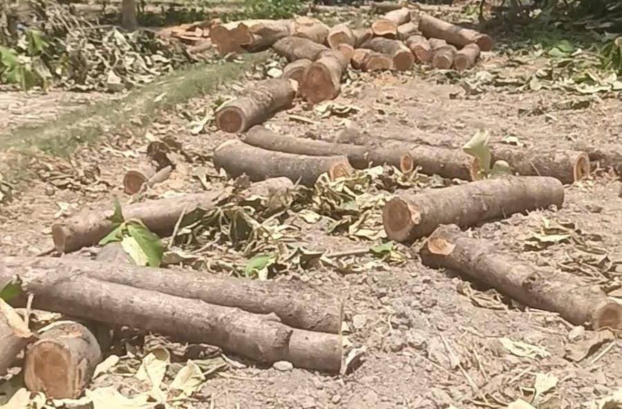 वन विभाग की 'मिलीभगत' या लापरवाही: कादीपुर में धड़ल्ले से कट रहे