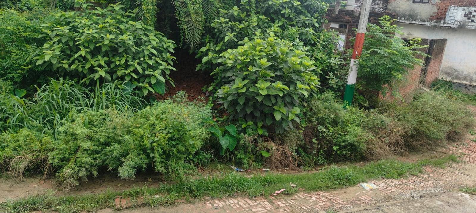झाड़ियों में छिप गयी नाली गगहा गोरखपुर बांसगांव संदेश। विकास खंड गगहा