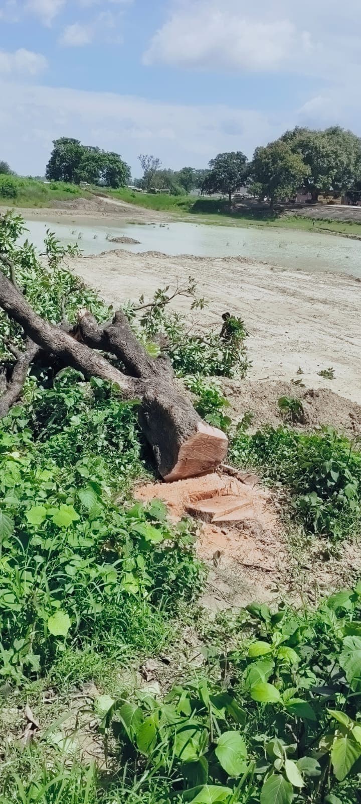पड़ौली बाजार में हरे पेड़ों के अवैध कटान का आरोप, सड़क किनारे लकड़ी के ढेर से हादसे का खतरा