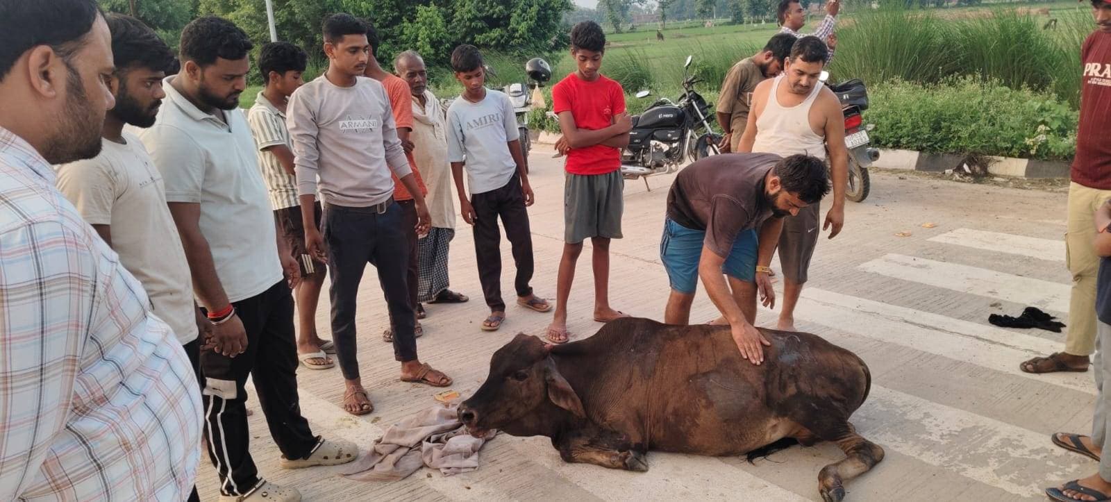 घायल बछड़े की जान पशु मित्रों ने बचाई जान गगहा गोरखपुर बांसगांव