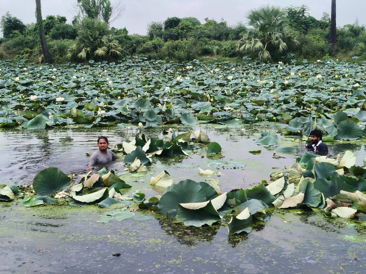 तीन युवा तरकुलहा धाम पोखरे की कर रहे सफाई लोगों ने की सराहना